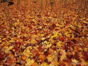 foto_autunno_365